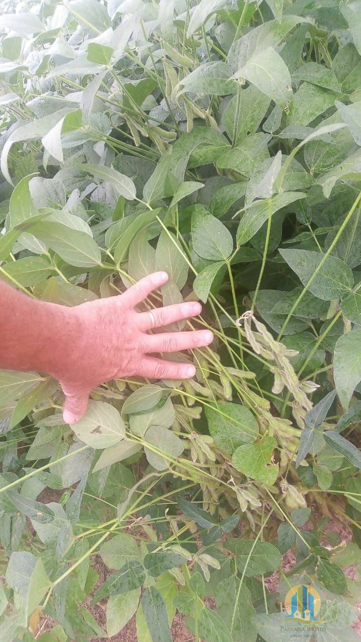 Fazenda em Rio Sono/Tocantins — Ref 8L227R — Imagem 8