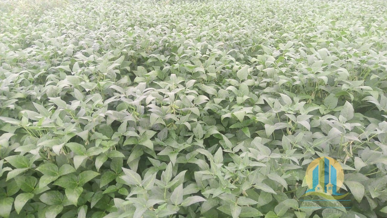 Fazenda em Rio Sono/Tocantins — Ref 8L227R — Imagem 5