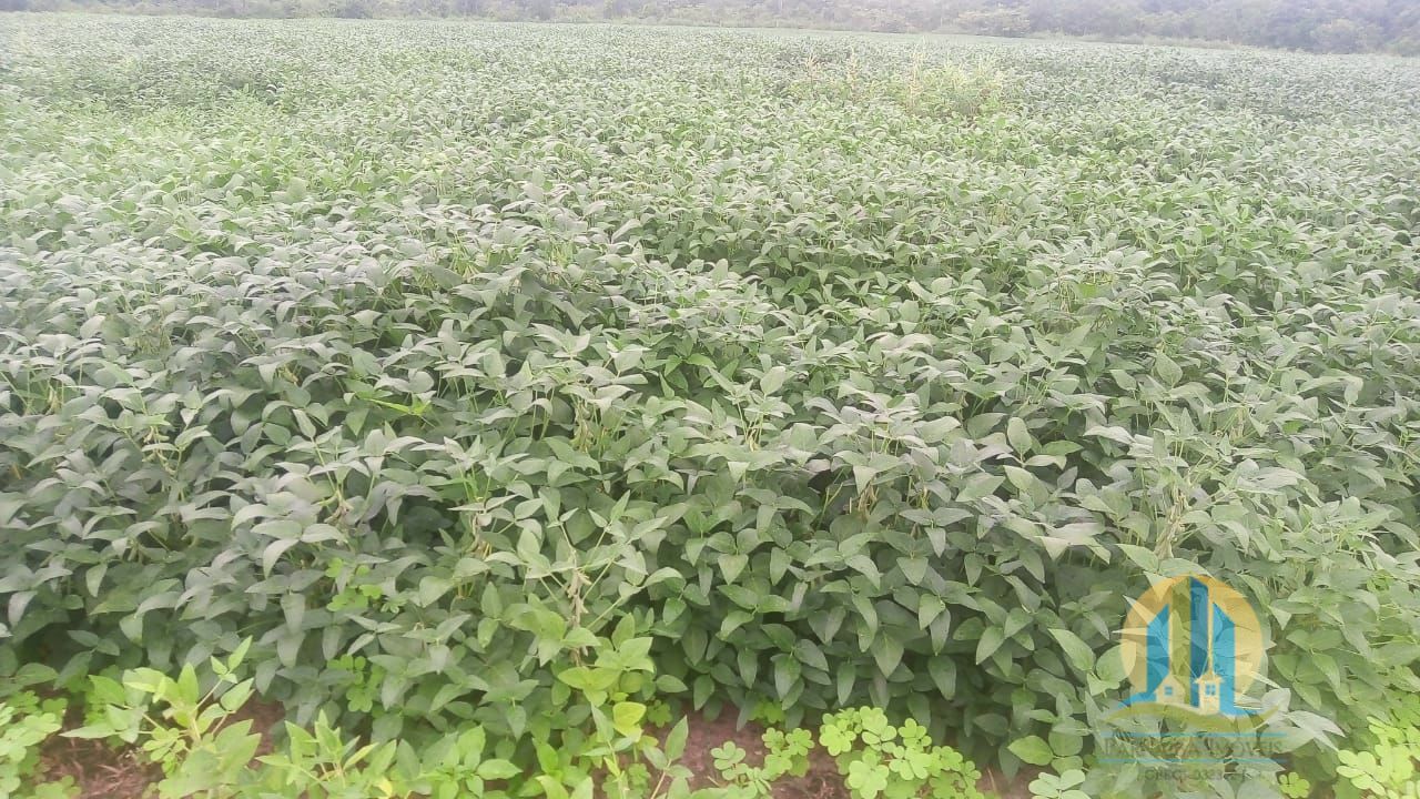 Fazenda em Rio Sono/Tocantins — Ref 8L227R — Imagem 6