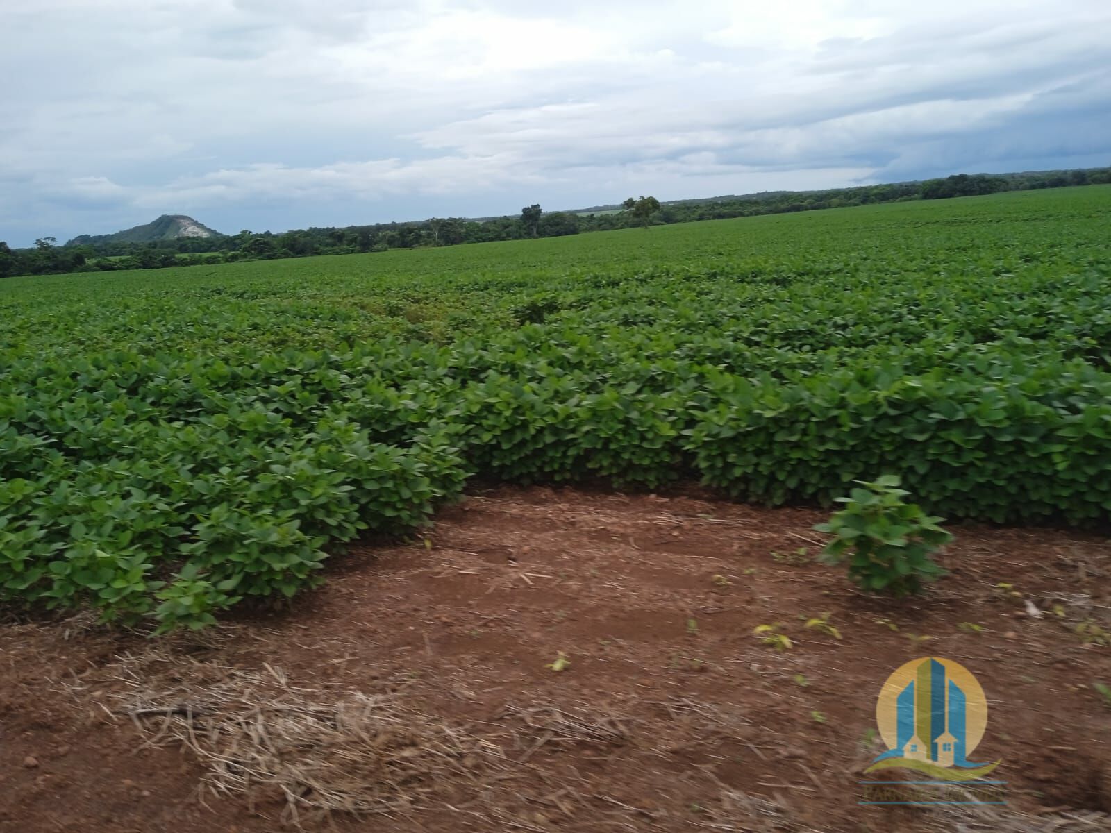 Fazenda em Formoso do Araguaia/Tocantins — Ref V50NBN — Imagem 11