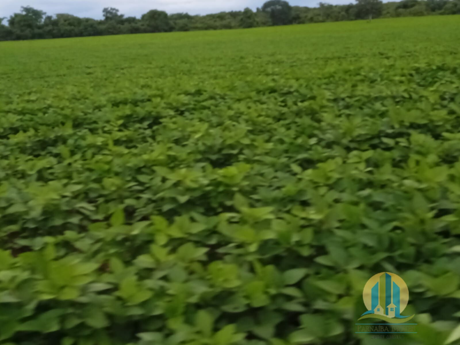 Fazenda em Formoso do Araguaia/Tocantins — Ref V50NBN — Imagem 8