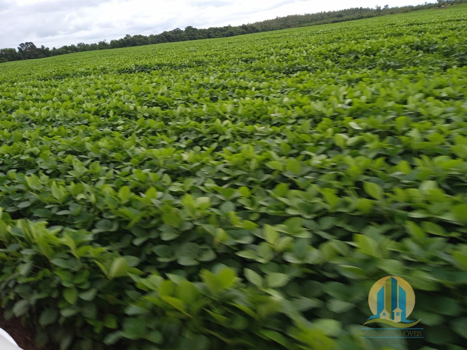 Fazenda em Formoso do Araguaia/Tocantins — Ref V50NBN — Imagem 7