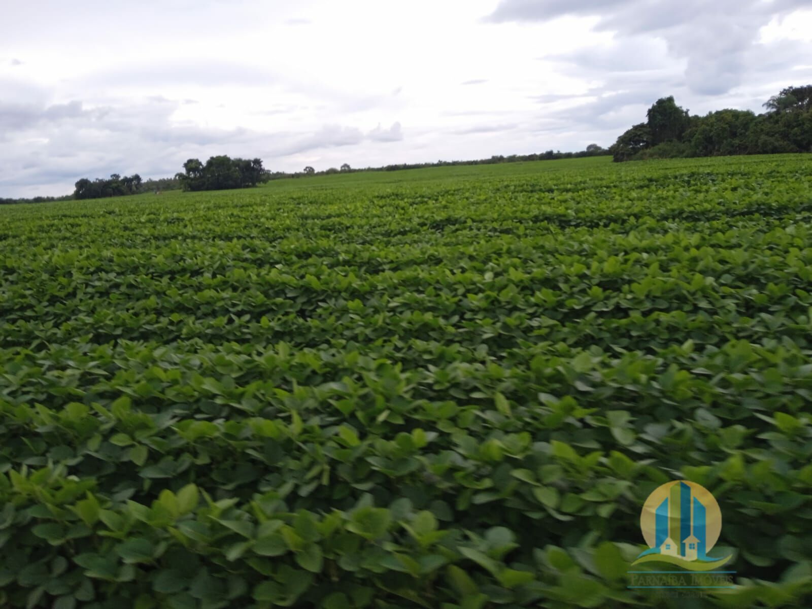 Fazenda em Formoso do Araguaia/Tocantins — Ref V50NBN — Imagem 9