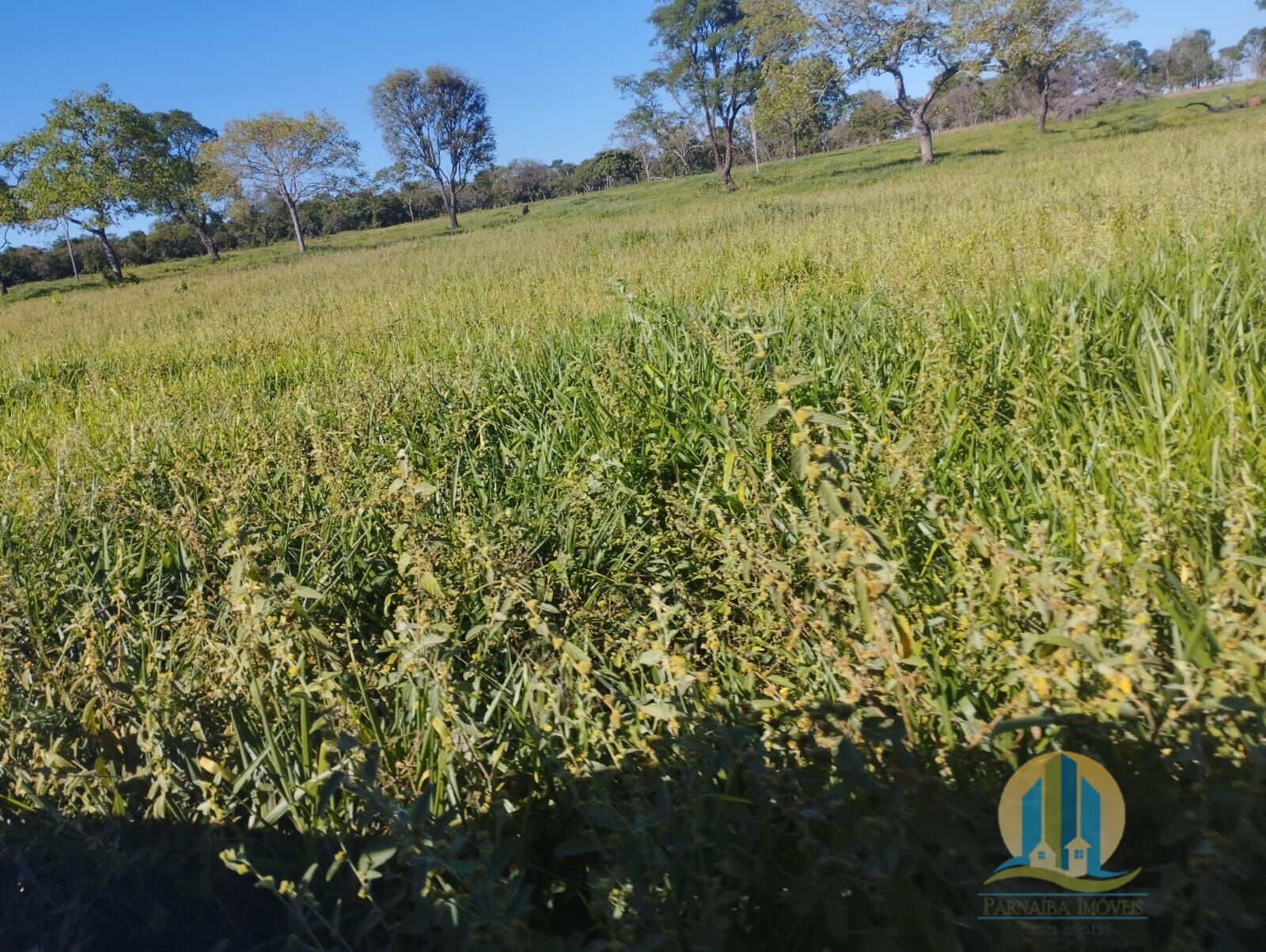 Fazenda em Campo Grande/Mato Grosso do Sul — Ref FG70X3 — Imagem 26