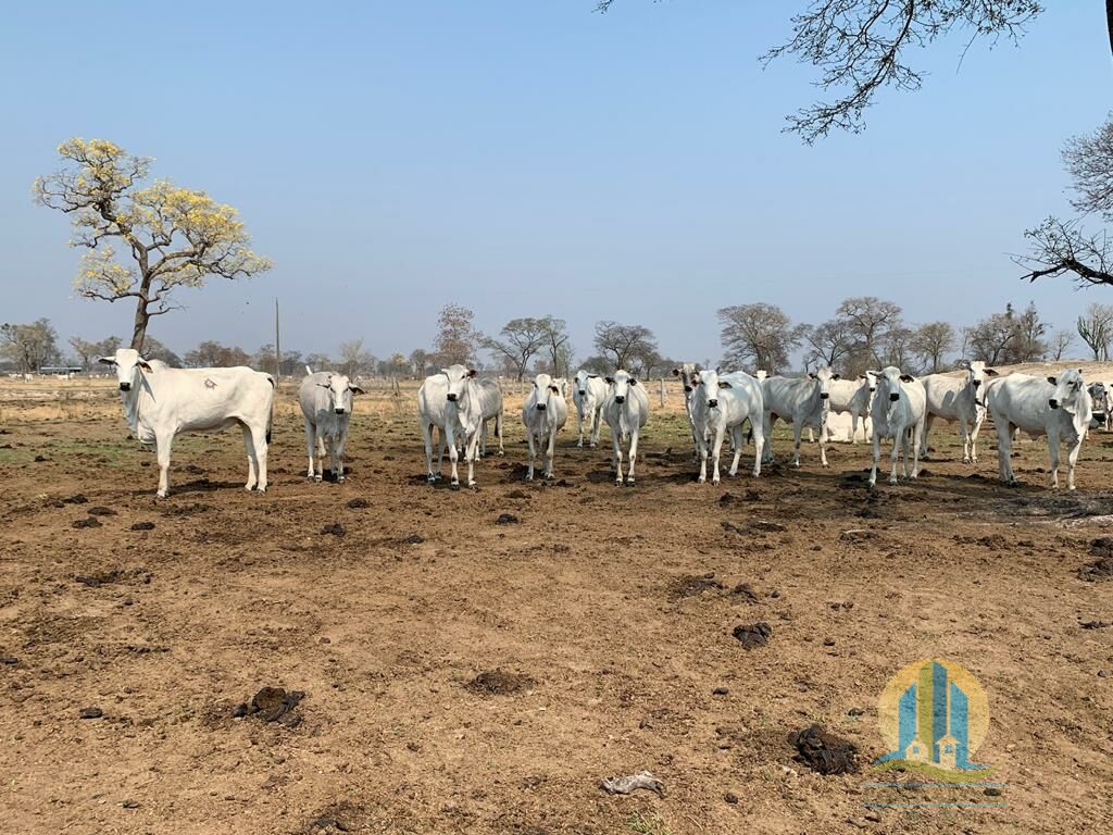 Fazenda em Porto Murtinho/Mato Grosso do Sul — Ref OBYU2Z — Imagem 1