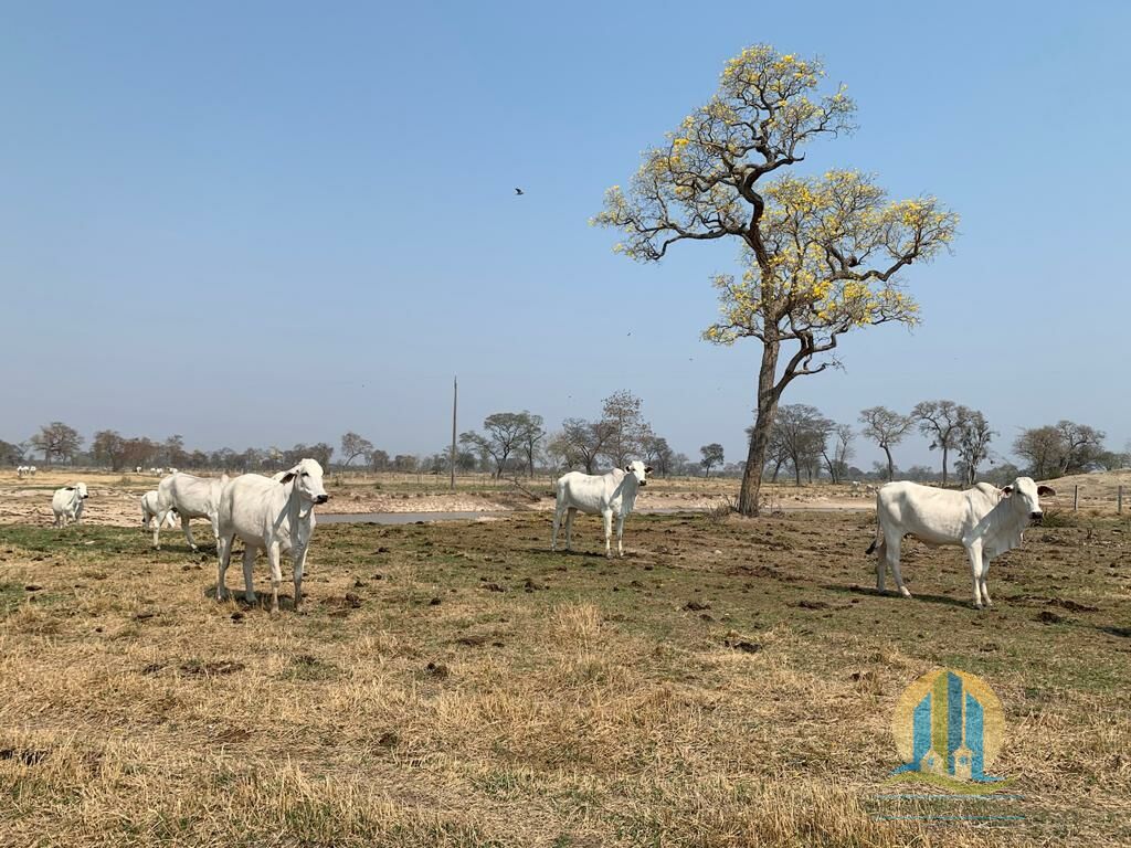 Fazenda em Porto Murtinho/Mato Grosso do Sul — Ref OBYU2Z — Imagem 4