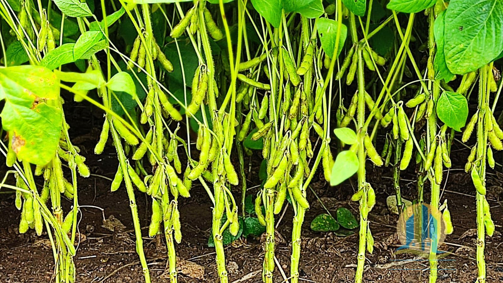 Fazenda em São Félix de Balsas/Maranhão — Ref TV01GK — Imagem 10