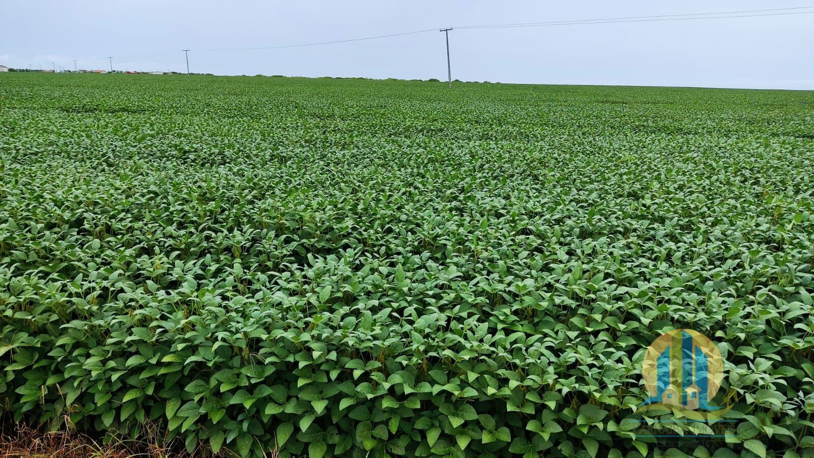 Fazenda em São Félix de Balsas/Maranhão — Ref TV01GK — Imagem 7