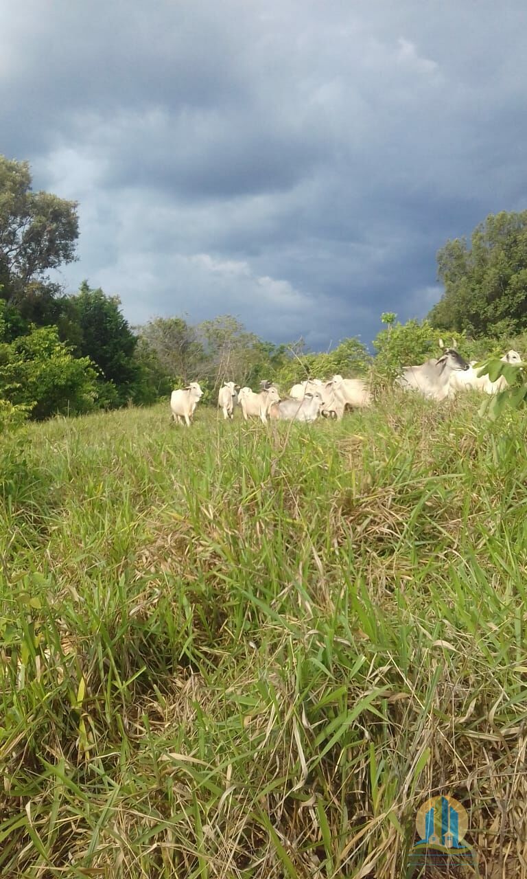 Fazenda em Pindorama do Tocantins/Tocantins — Ref PXNHDU — Imagem 2