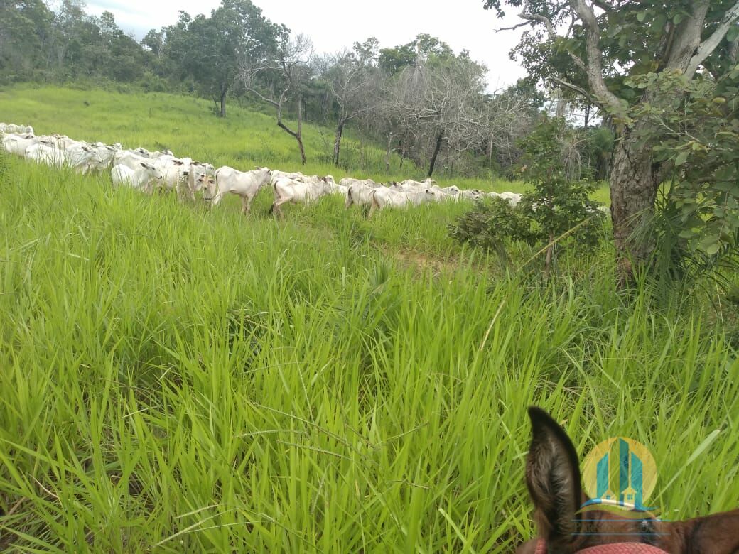 Fazenda em Goiatins/Tocantins — Ref 8QI5IA — Imagem 4