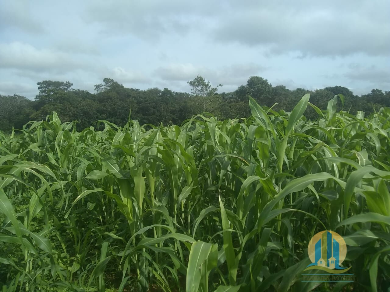 Fazenda em Goiatins/Tocantins — Ref 8QI5IA — Imagem 7