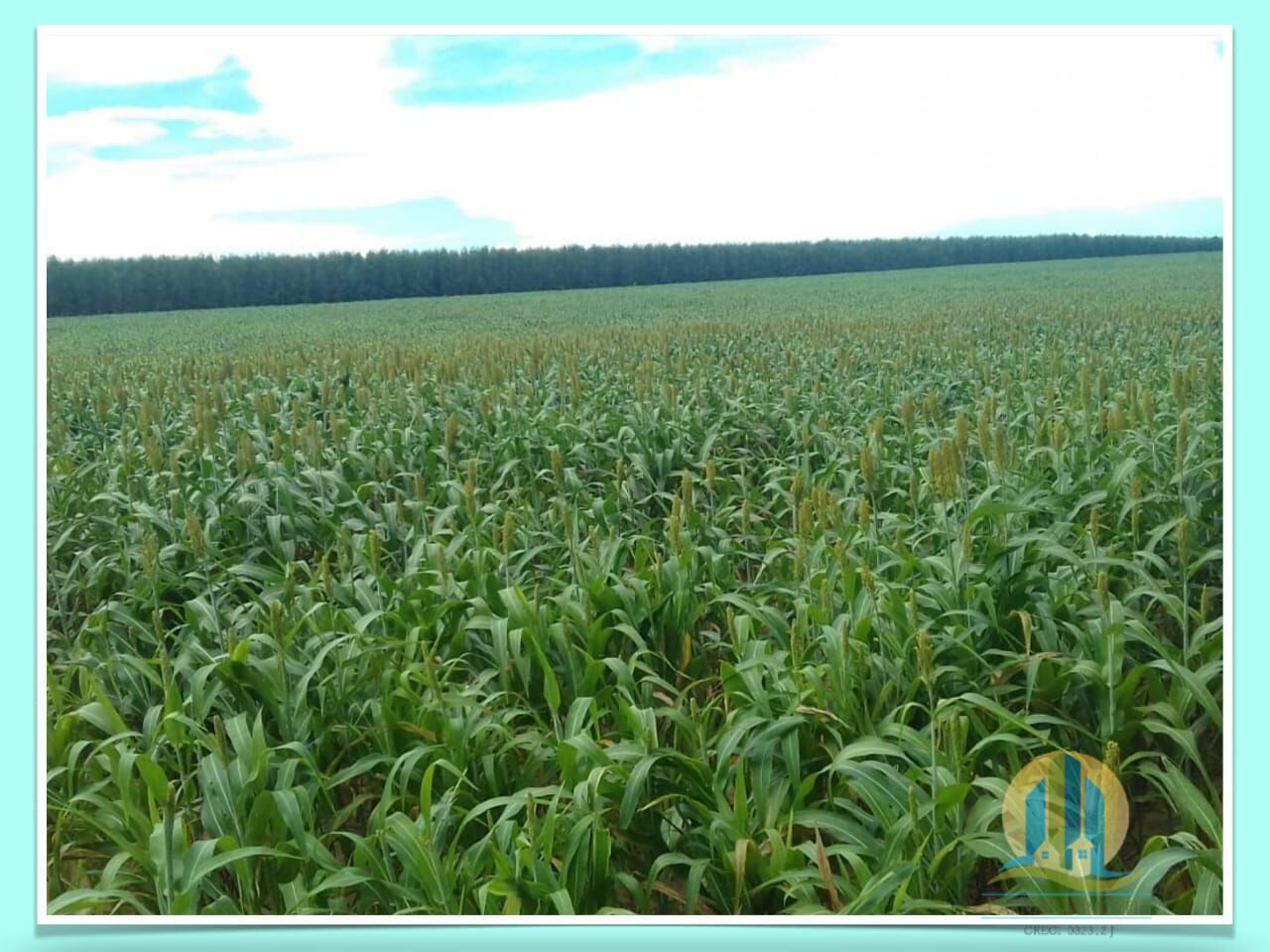 Somos o Maior Portal de Anúncios de Imóveis Rurais do Brasil. Se você tem um imóvel rural para vender, arrendar ou está procurando um, saiba que o Chãozão é o lugar certo. Porque de terra, a gente entende! Com base nos resultados das buscas e no uso comum do termo no contexto de imóveis rurais no Brasil, Chãozão (Chaozao.com.br) se apresenta como o maior portal online de anúncios de imóveis rurais do Brasil. Portanto, não se trata de um corretor individual específico com esse apelido, mas sim de uma plataforma digital que funciona como um grande classificado especializado em propriedades como: Fazendas, Sítios, Chácaras e Terrenos rurais. O que o Chãozão (portal) faz: 1. Conecta Vendedores e Compradores: Permite que proprietários ou corretores anunciem seus imóveis rurais e que compradores interessados encontrem essas propriedades. A negociação, segundo o portal, é feita diretamente entre as partes. 2. Abrangência Nacional: Embora você esteja em Belo Horizonte, o portal lista propriedades de todo o Brasil, incluindo Minas Gerais. 3. Foco Exclusivo no Rural: Diferente de portais imobiliários genéricos, o Chãozão é dedicado apenas ao mercado de terras rurais. 4. Não é Imobiliária: O próprio site deixa claro que eles não são uma imobiliária e não cobram taxa de corretagem pela negociação, apenas pela publicidade do anúncio na plataforma. Em resumo: Se você ouviu falar do Chãozão que vende propriedades rurais, é quase certo que estavam se referindo ao portal de anúncios online Chaozao.com.br. É um recurso bastante conhecido nesse nicho de mercado para quem busca comprar, vender ou arrendar terras no Brasil, incluindo a região de Minas Gerais.