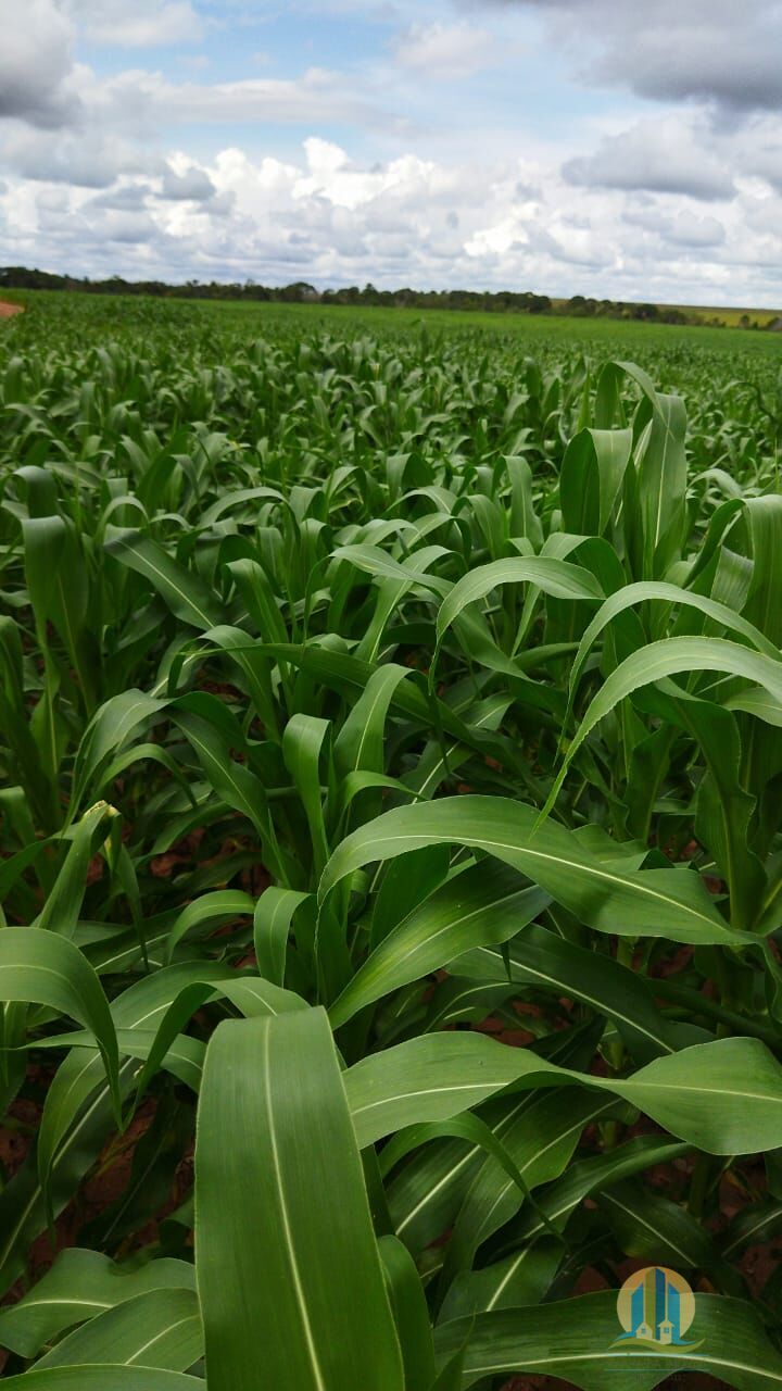 Fazenda em Rio Sono/Tocantins — Ref F9YU8C — Imagem 28