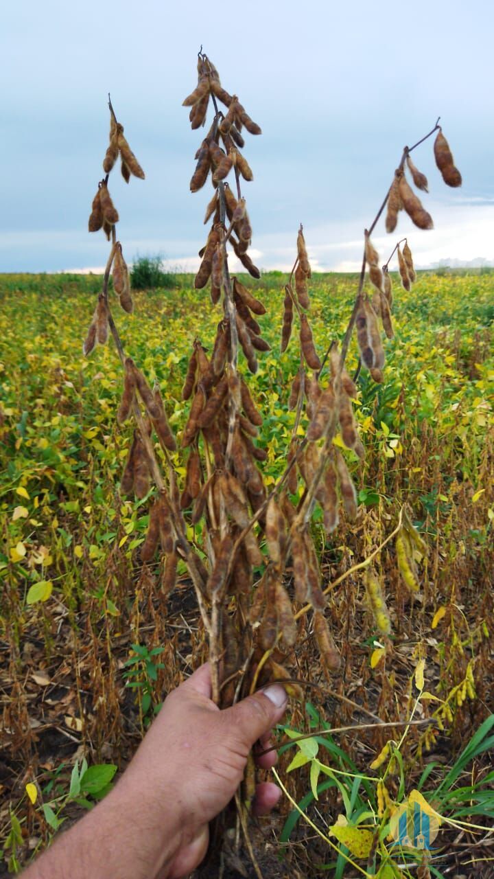 Fazenda em Rio Sono/Tocantins — Ref F9YU8C — Imagem 41