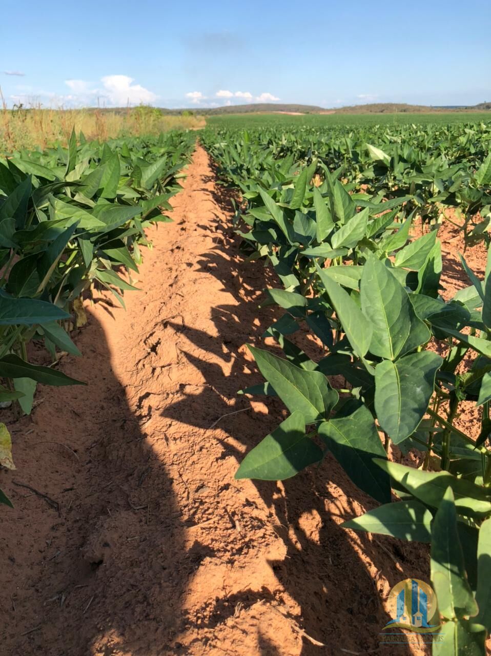 Fazenda em Rio Sono/Tocantins — Ref F9YU8C — Imagem 25