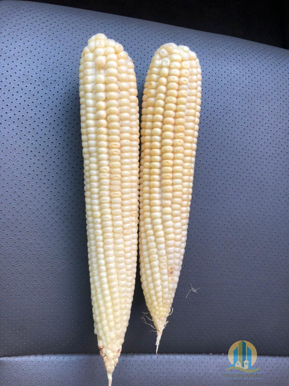 Fazenda em Rio Sono/Tocantins — Ref F9YU8C — Imagem 39