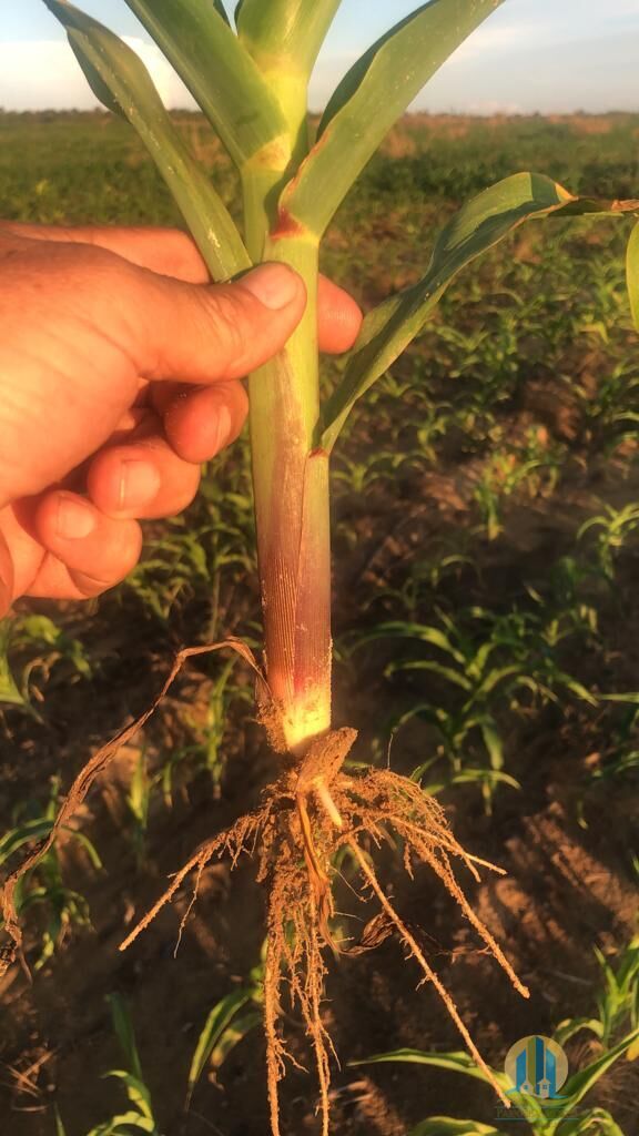 Fazenda em Rio Sono/Tocantins — Ref F9YU8C — Imagem 40