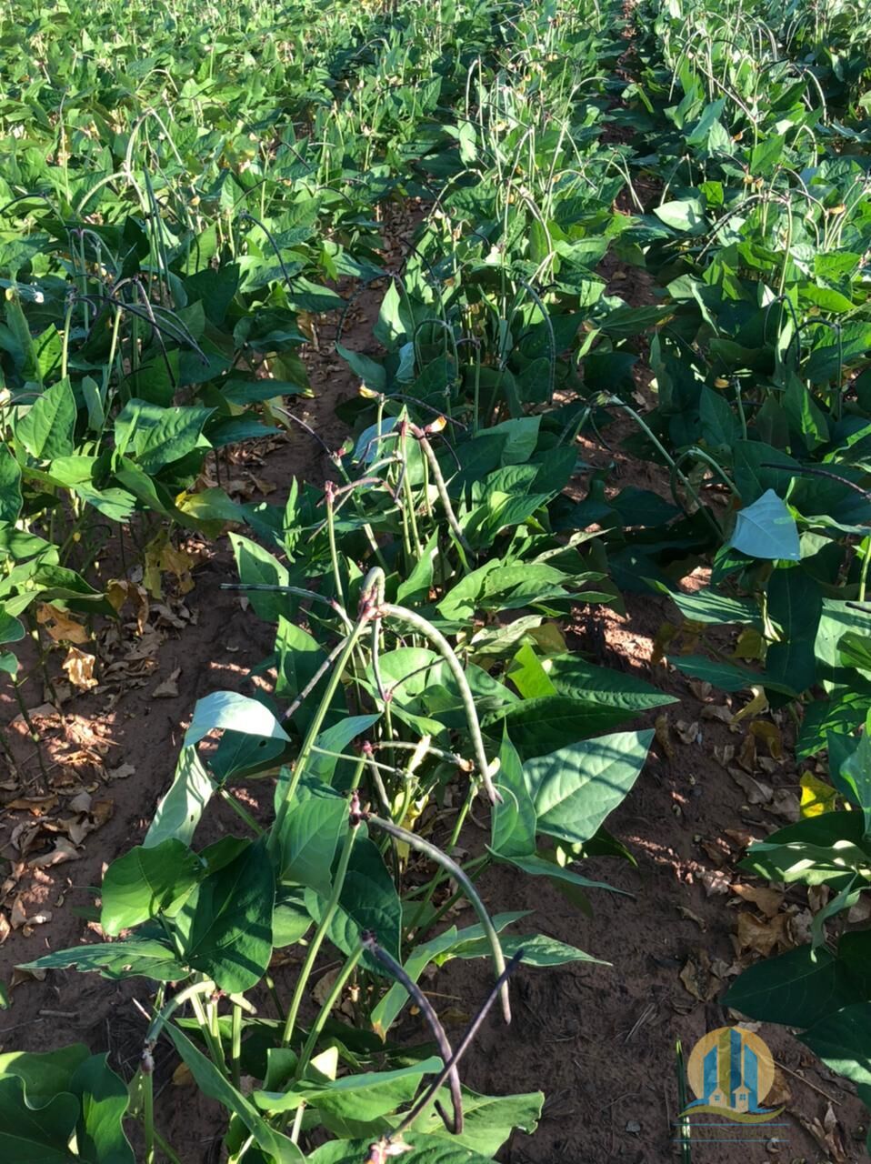 Fazenda em Rio Sono/Tocantins — Ref F9YU8C — Imagem 26