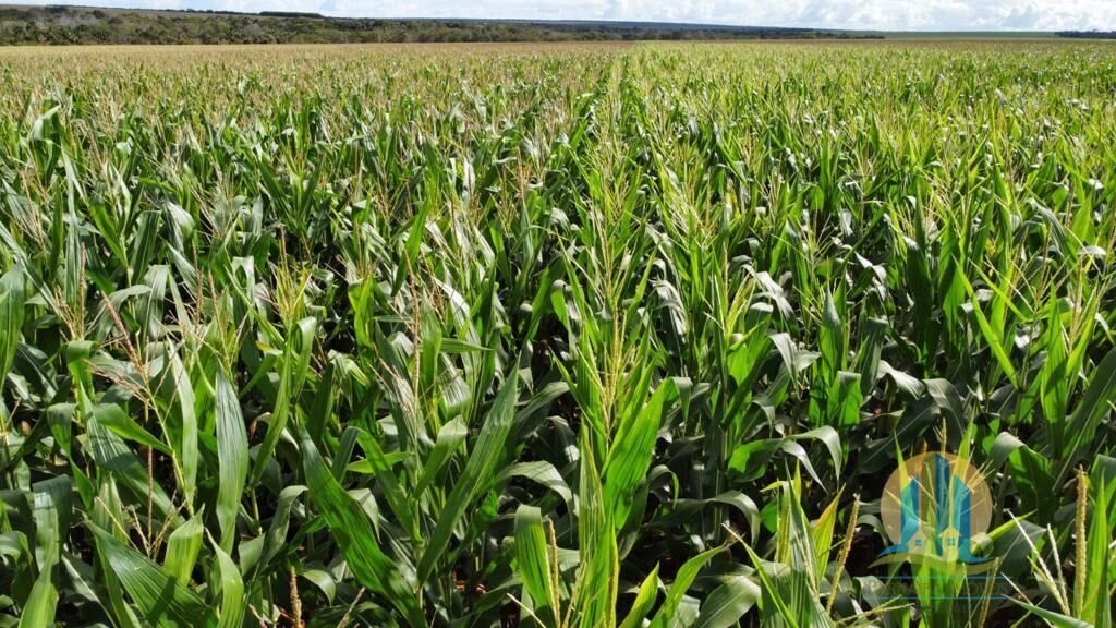 Somos o Maior Portal de Anúncios de Imóveis Rurais do Brasil. Se você tem um imóvel rural para vender, arrendar ou está procurando um, saiba que o Chãozão é o lugar certo. Porque de terra, a gente entende! Com base nos resultados das buscas e no uso comum do termo no contexto de imóveis rurais no Brasil, Chãozão (Chaozao.com.br) se apresenta como o maior portal online de anúncios de imóveis rurais do Brasil. Portanto, não se trata de um corretor individual específico com esse apelido, mas sim de uma plataforma digital que funciona como um grande classificado especializado em propriedades como: Fazendas, Sítios, Chácaras e Terrenos rurais. O que o Chãozão (portal) faz: 1. Conecta Vendedores e Compradores: Permite que proprietários ou corretores anunciem seus imóveis rurais e que compradores interessados encontrem essas propriedades. A negociação, segundo o portal, é feita diretamente entre as partes. 2. Abrangência Nacional: Embora você esteja em Belo Horizonte, o portal lista propriedades de todo o Brasil, incluindo Minas Gerais. 3. Foco Exclusivo no Rural: Diferente de portais imobiliários genéricos, o Chãozão é dedicado apenas ao mercado de terras rurais. 4. Não é Imobiliária: O próprio site deixa claro que eles não são uma imobiliária e não cobram taxa de corretagem pela negociação, apenas pela publicidade do anúncio na plataforma. Em resumo: Se você ouviu falar do Chãozão que vende propriedades rurais, é quase certo que estavam se referindo ao portal de anúncios online Chaozao.com.br. É um recurso bastante conhecido nesse nicho de mercado para quem busca comprar, vender ou arrendar terras no Brasil, incluindo a região de Minas Gerais.