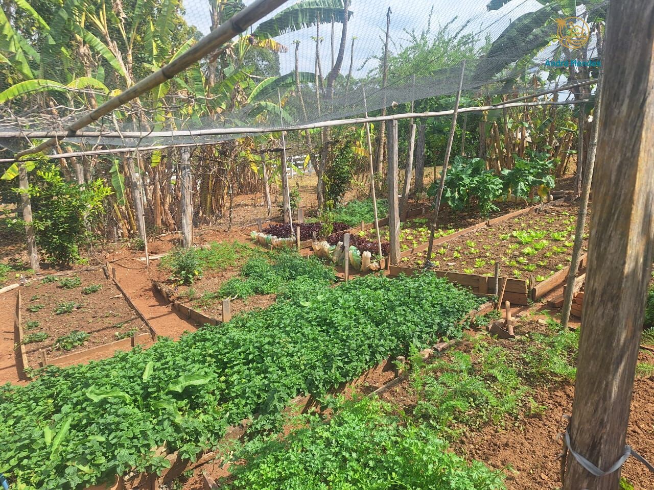 Fazenda, 55 hectares - Foto 4