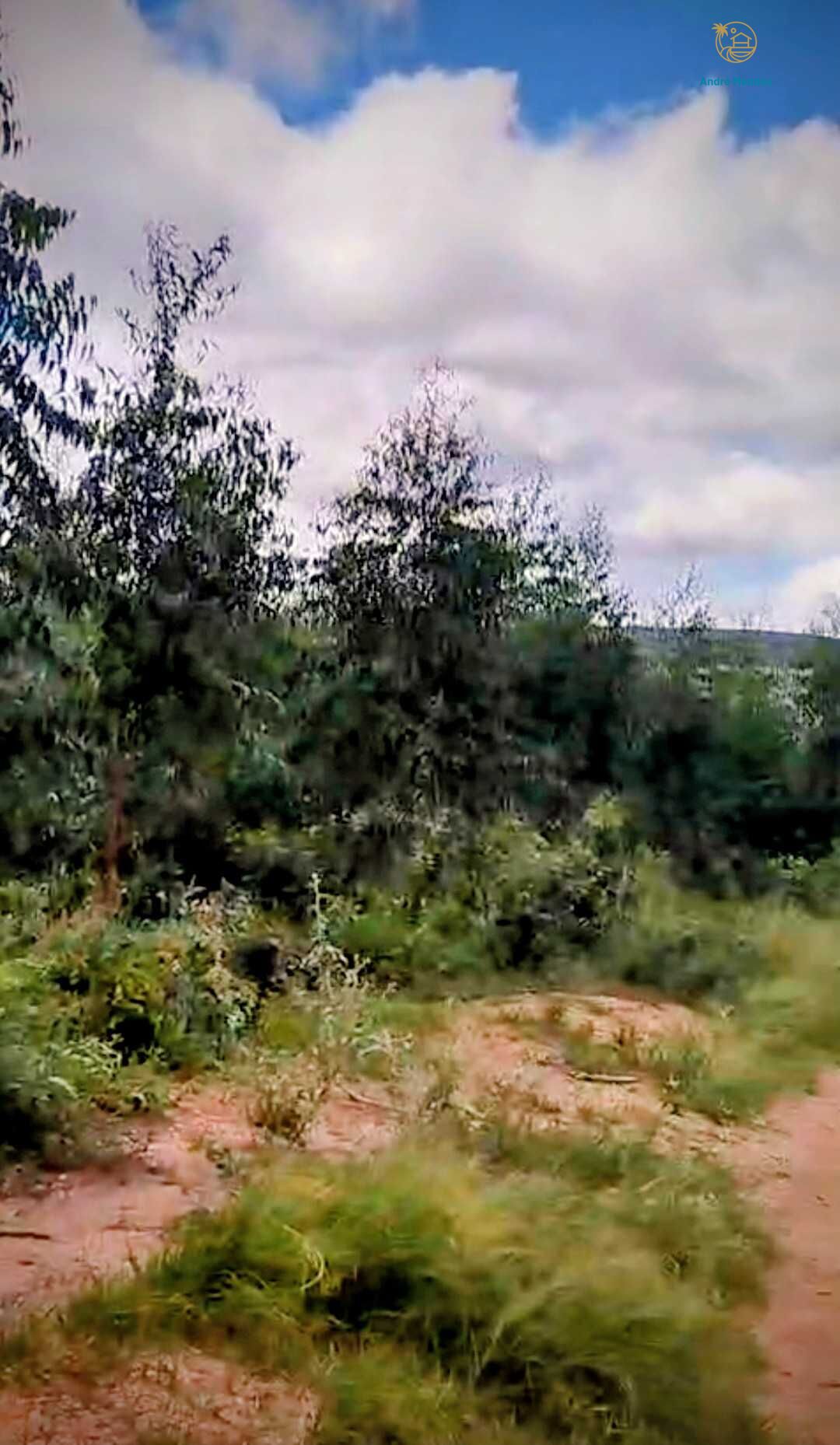 Fazenda, 2200 hectares - Foto 6
