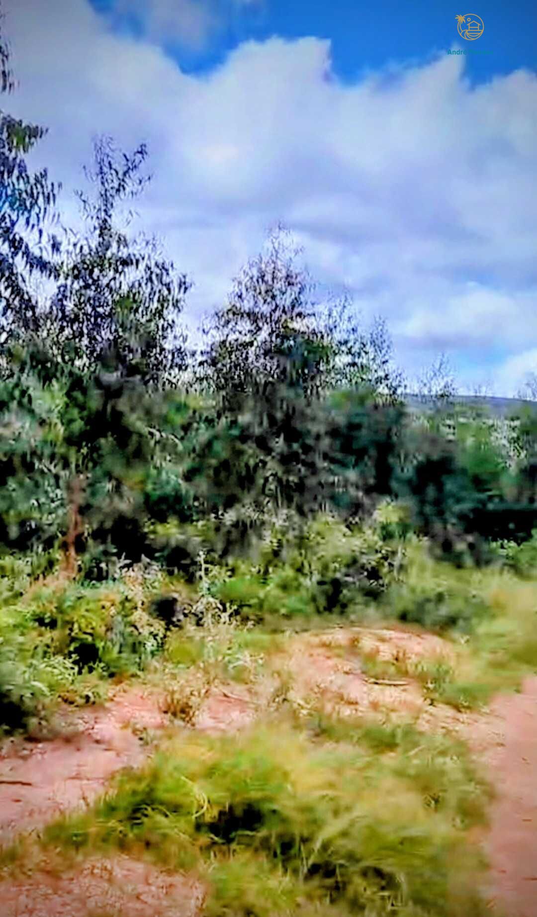 Fazenda, 2200 hectares - Foto 4
