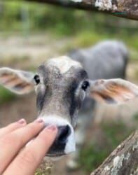 Sítio, 1 quarto - Foto 1