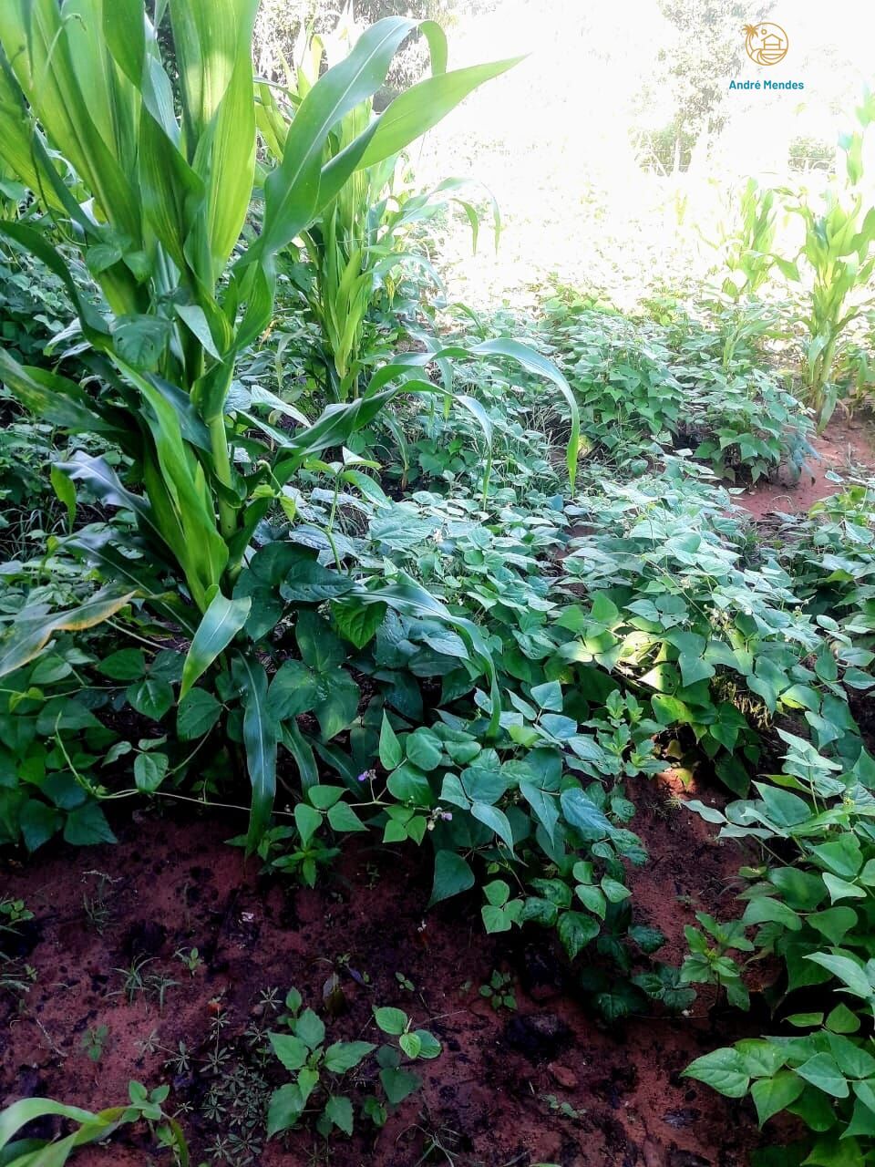 Fazenda, 50 hectares - Foto 16