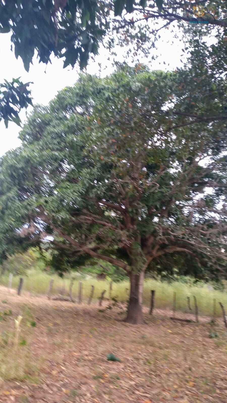 Fazenda, 50 hectares - Foto 23