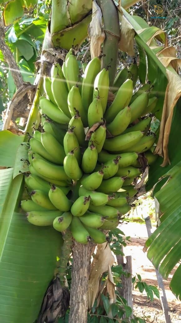 Fazenda, 50 hectares - Foto 3