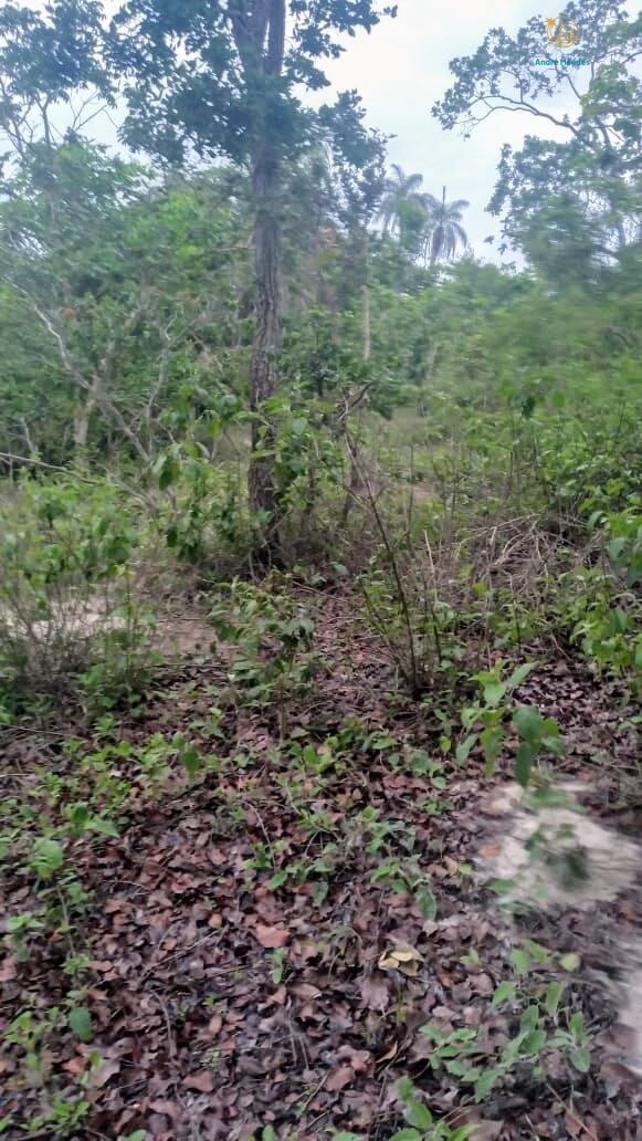 Fazenda, 50 hectares - Foto 7