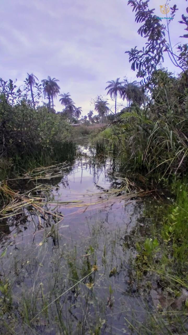 Fazenda, 50 hectares - Foto 2