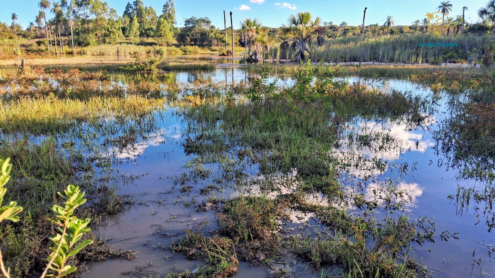 Fazenda, 50 hectares - Foto 5