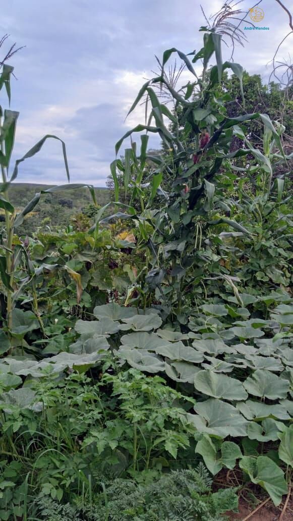 Fazenda, 50 hectares - Foto 14