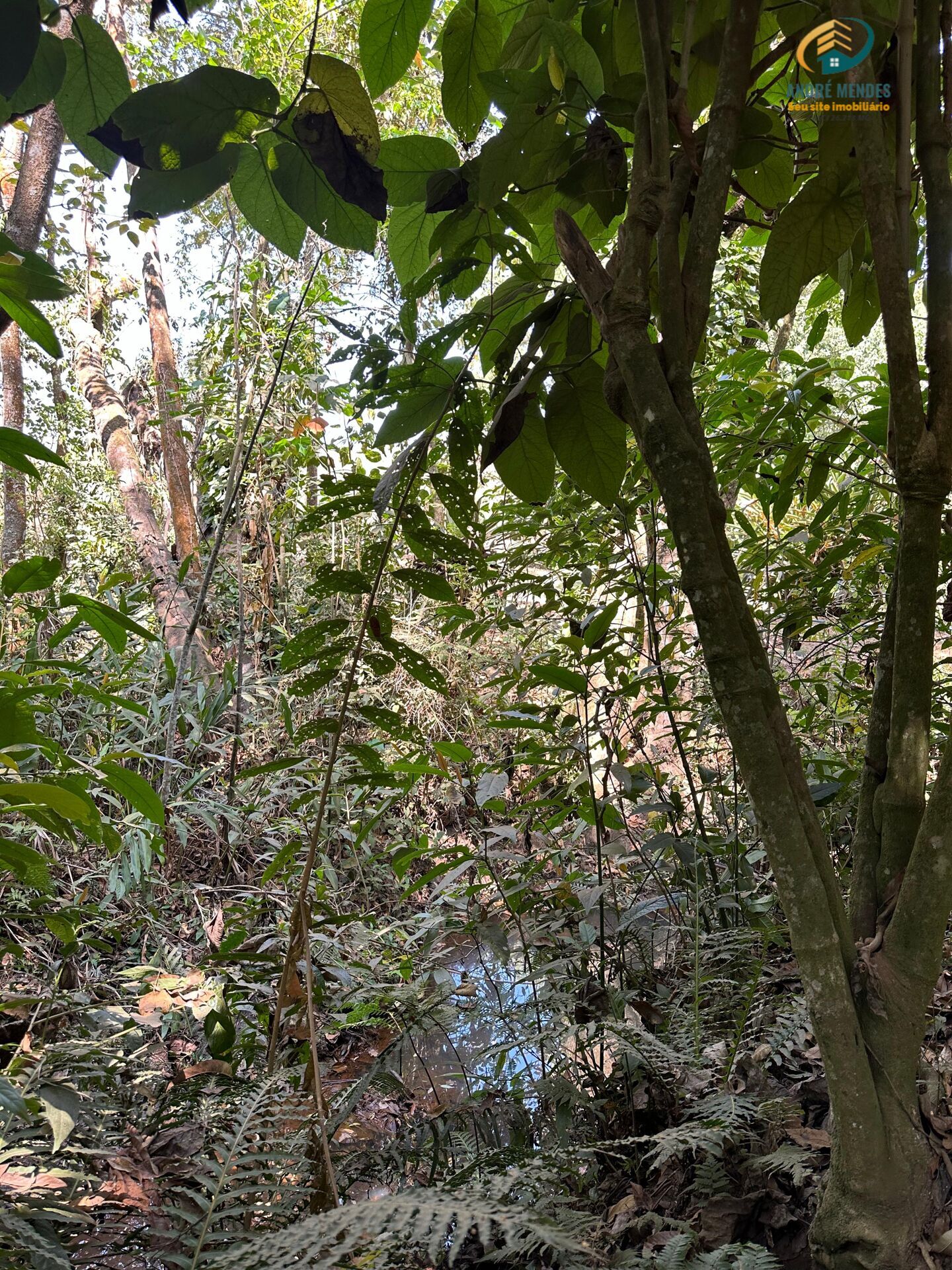 Fazenda à venda, 3900m² - Foto 6