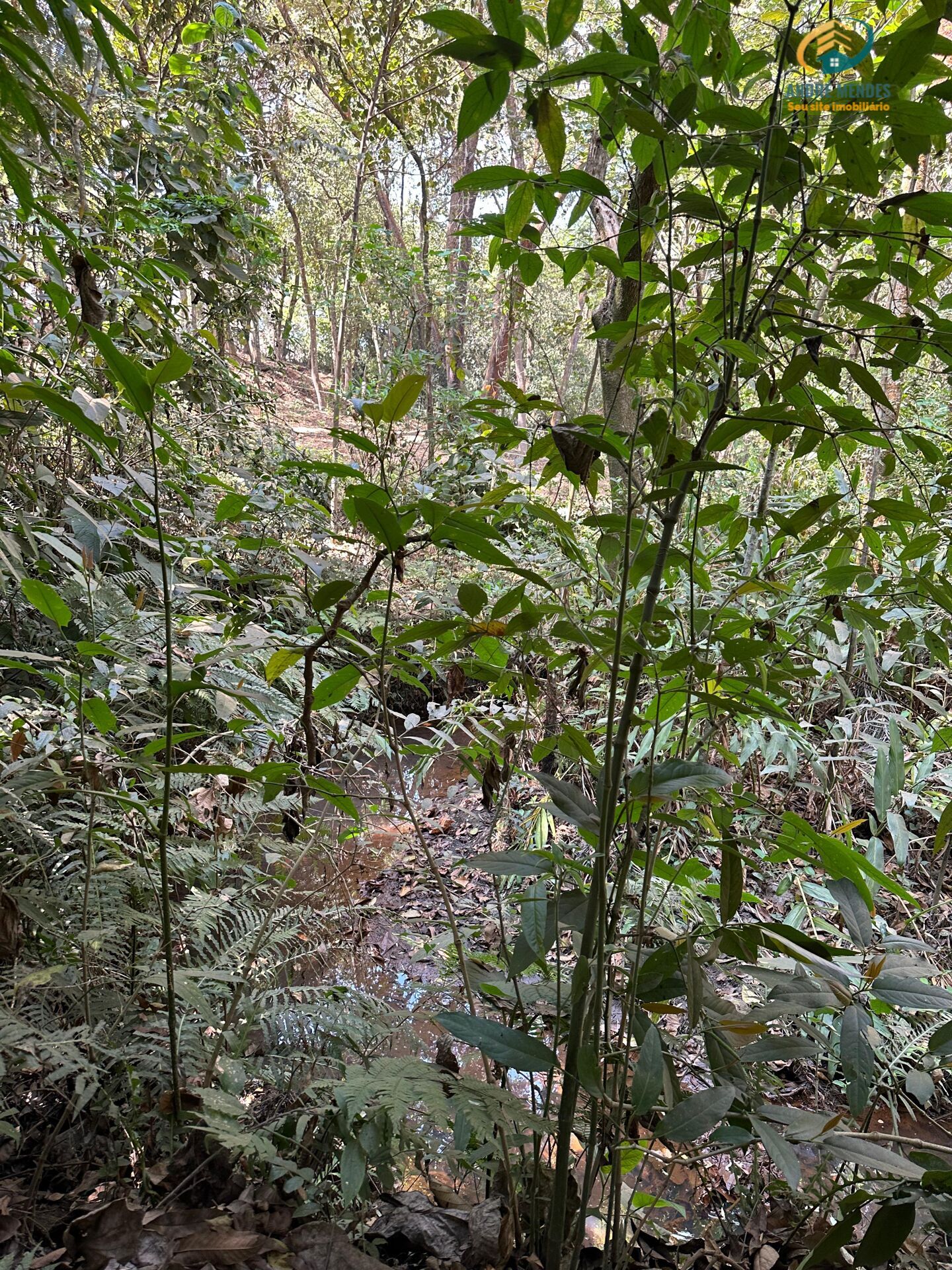 Fazenda à venda, 3900m² - Foto 4