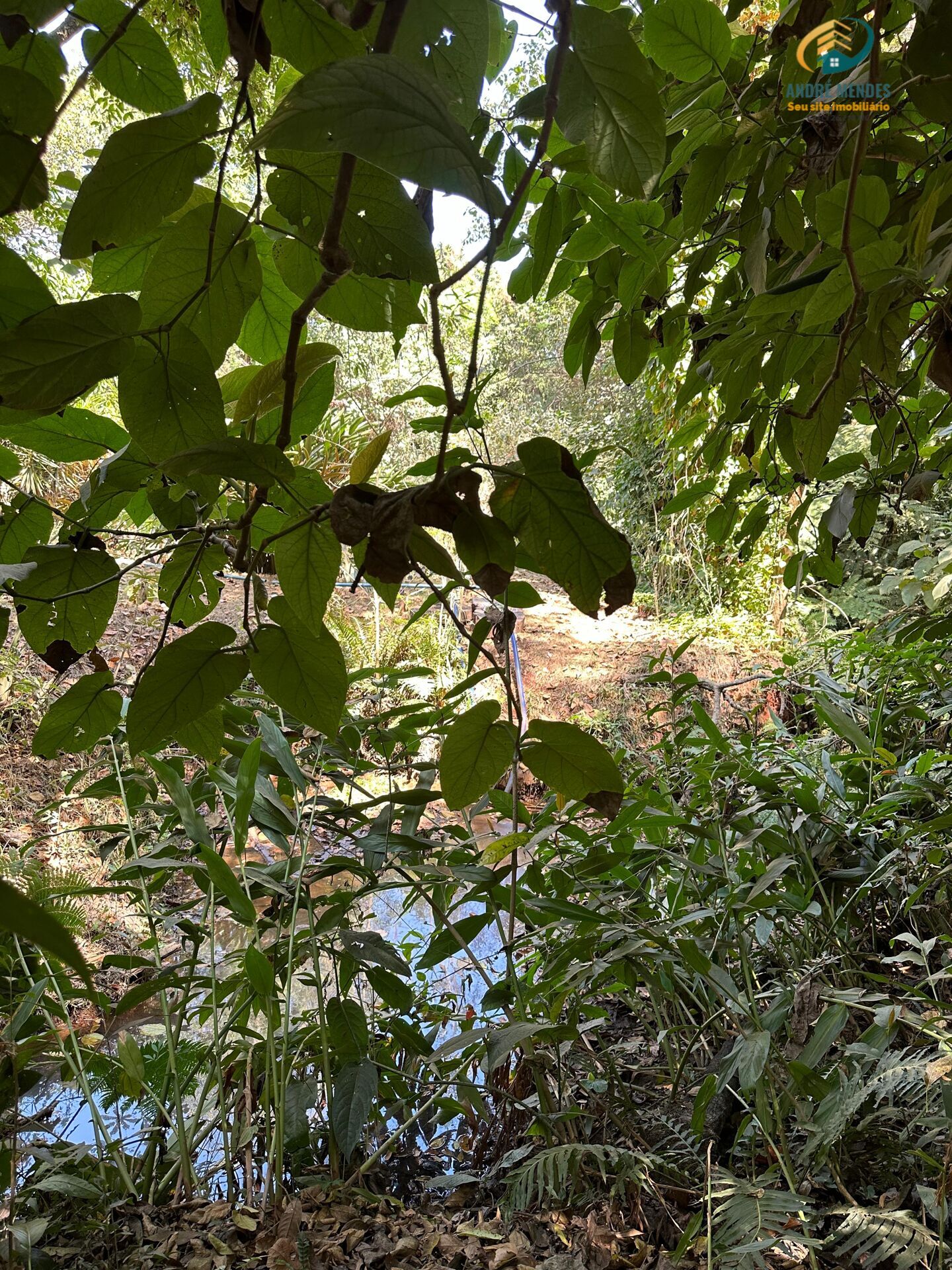 Fazenda à venda, 3900m² - Foto 7