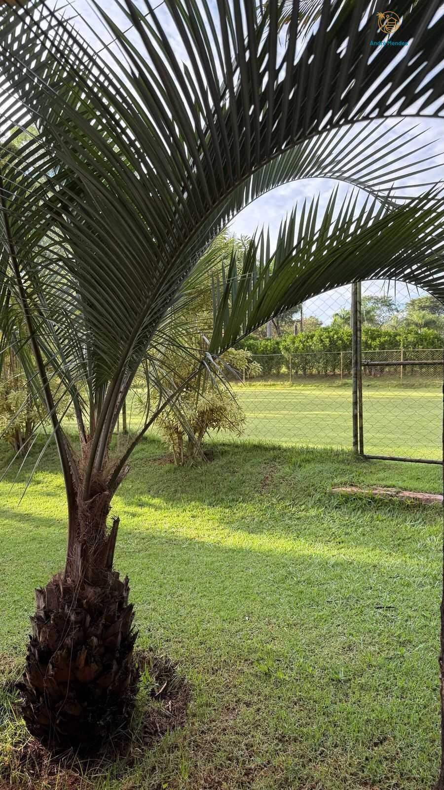 Sítio, 5 quartos, 13 hectares - Foto 4