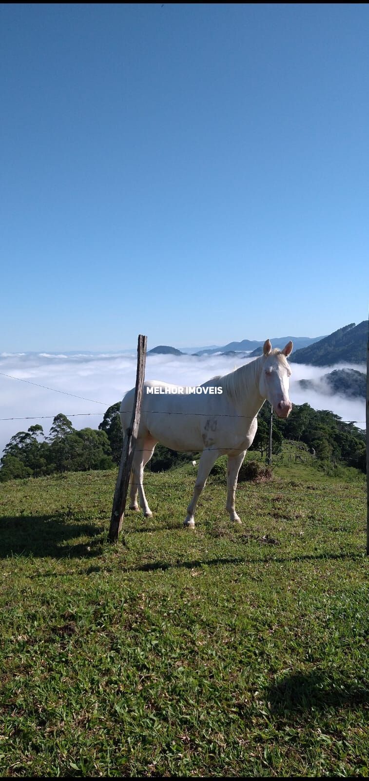 Chácara, 6 hectares - Foto 29