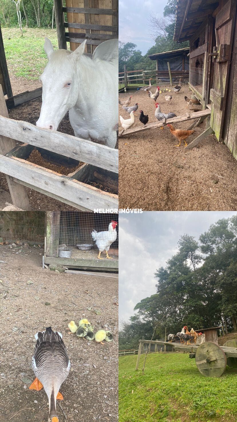 Chácara, 6 hectares - Foto 41