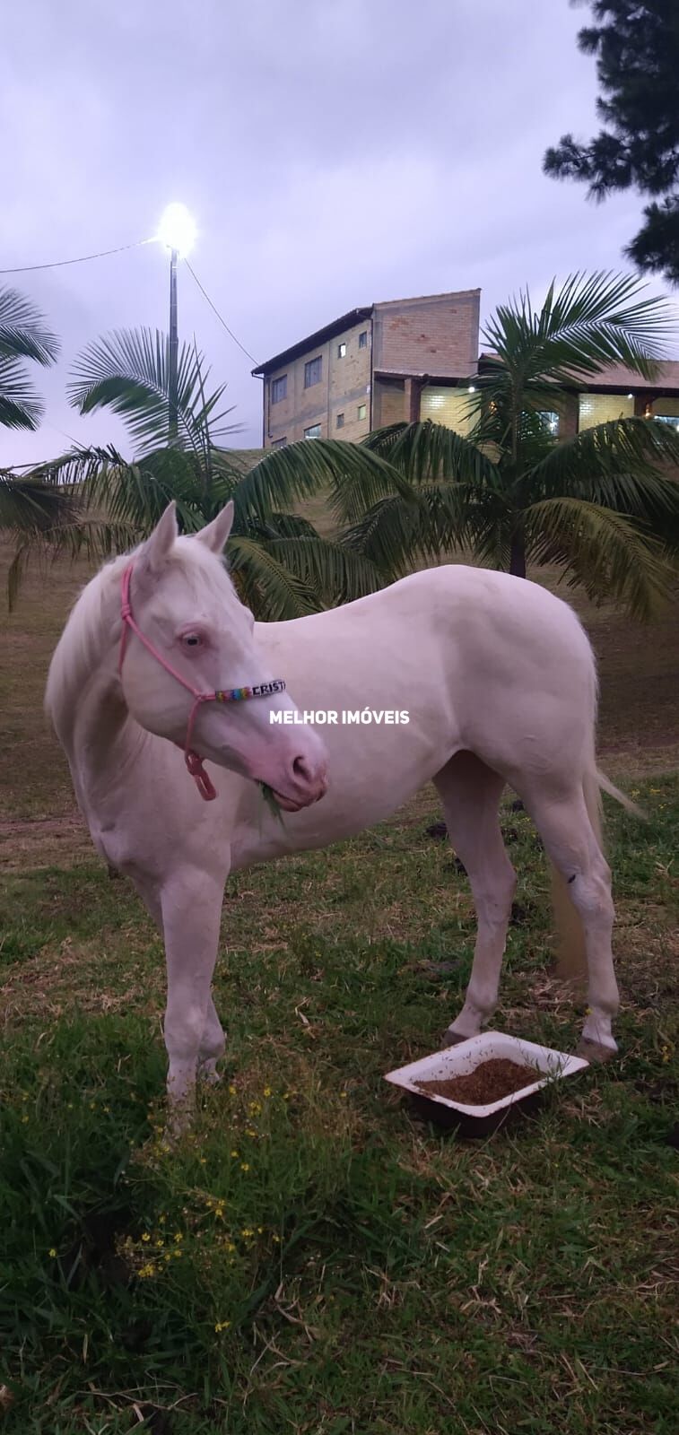 Chácara, 6 hectares - Foto 33