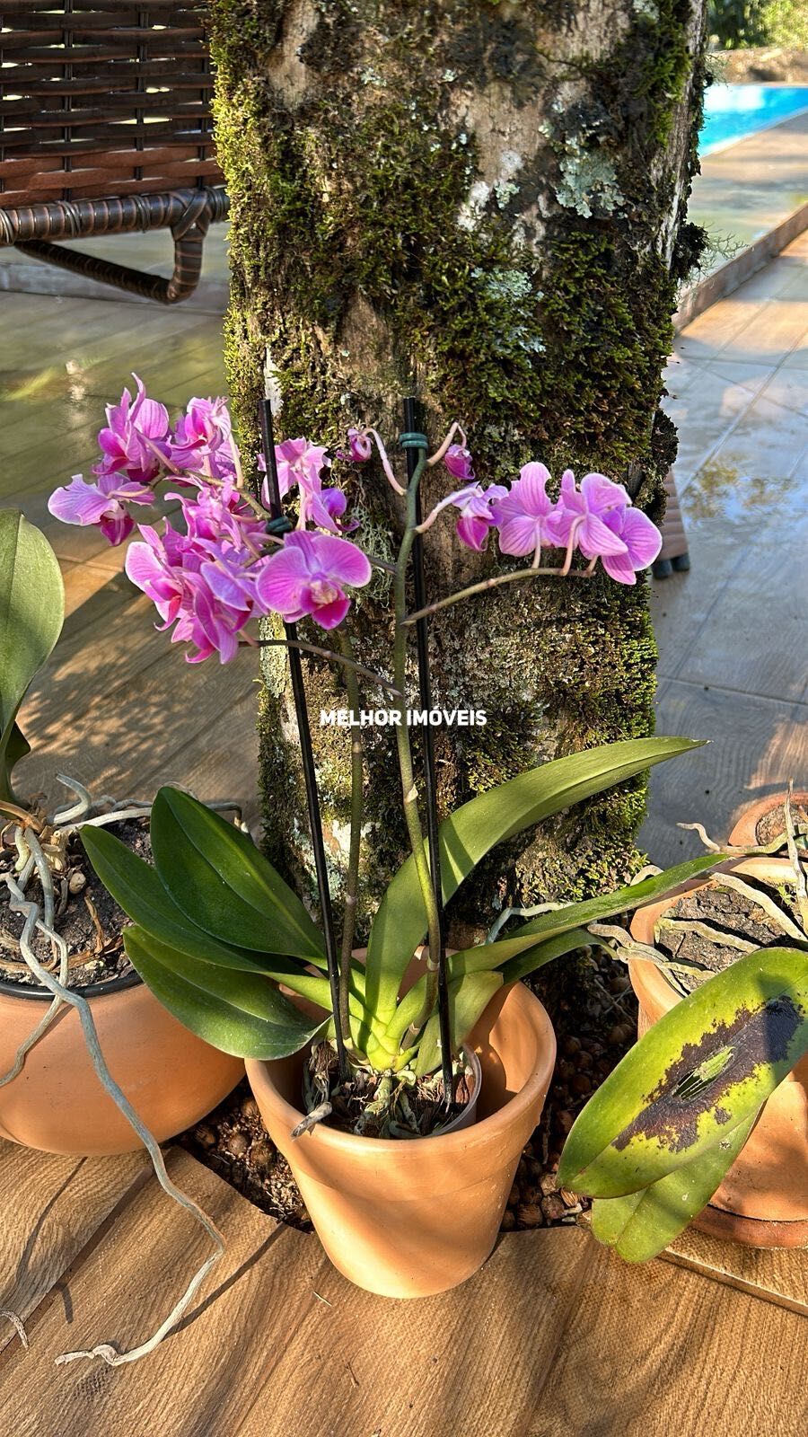 Chácara, 3 quartos, 6357 m² - Foto 10