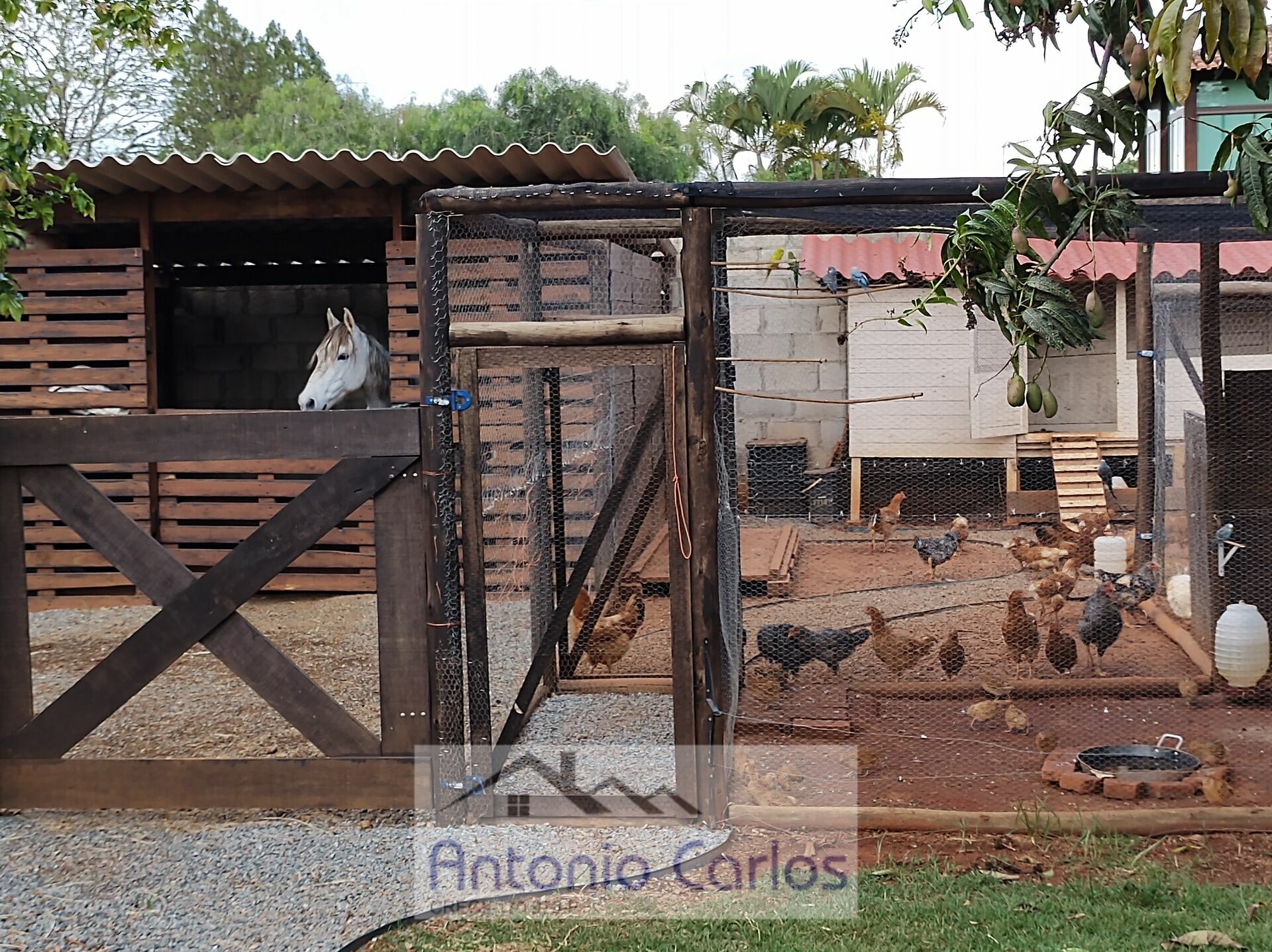 Fazenda à venda com 3 quartos, 1000m² - Foto 20