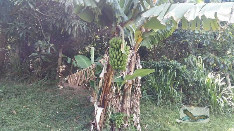 Fazenda à venda com 8 quartos, 30000m² - Foto 26