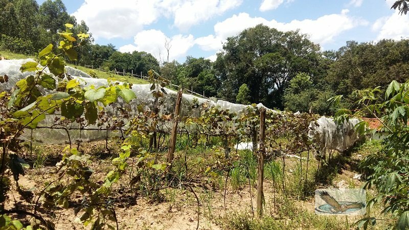 Fazenda à venda com 8 quartos, 30000m² - Foto 25