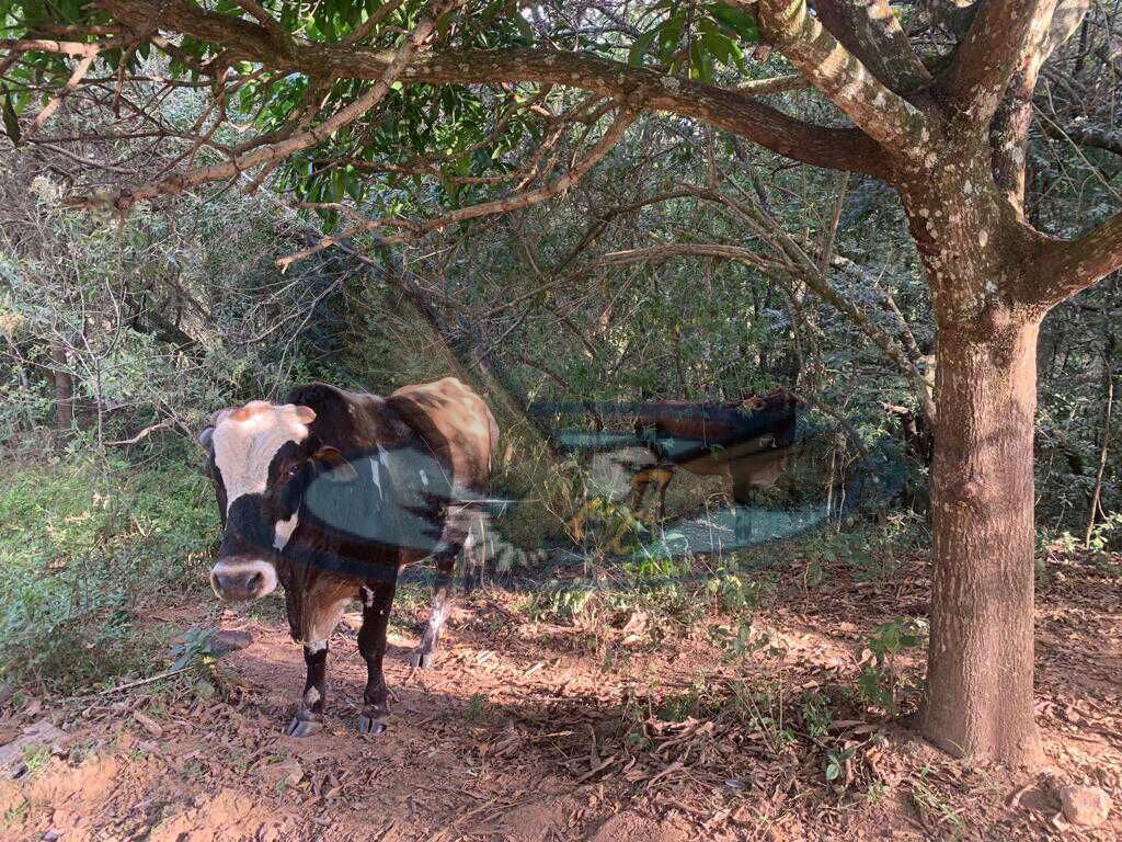 Fazenda à venda com 3 quartos, 43000m² - Foto 36