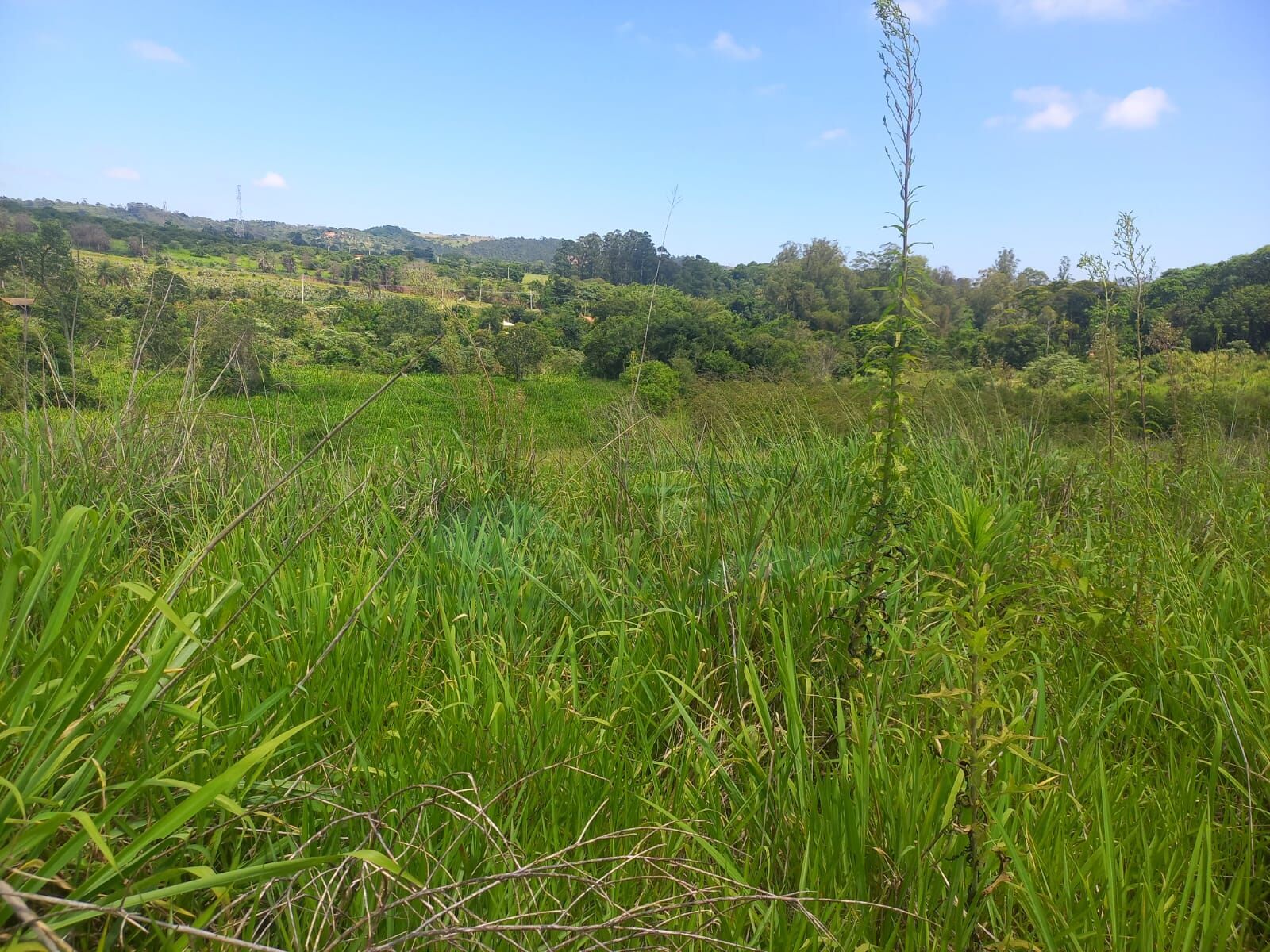 Sítio, 10 hectares - Foto 8