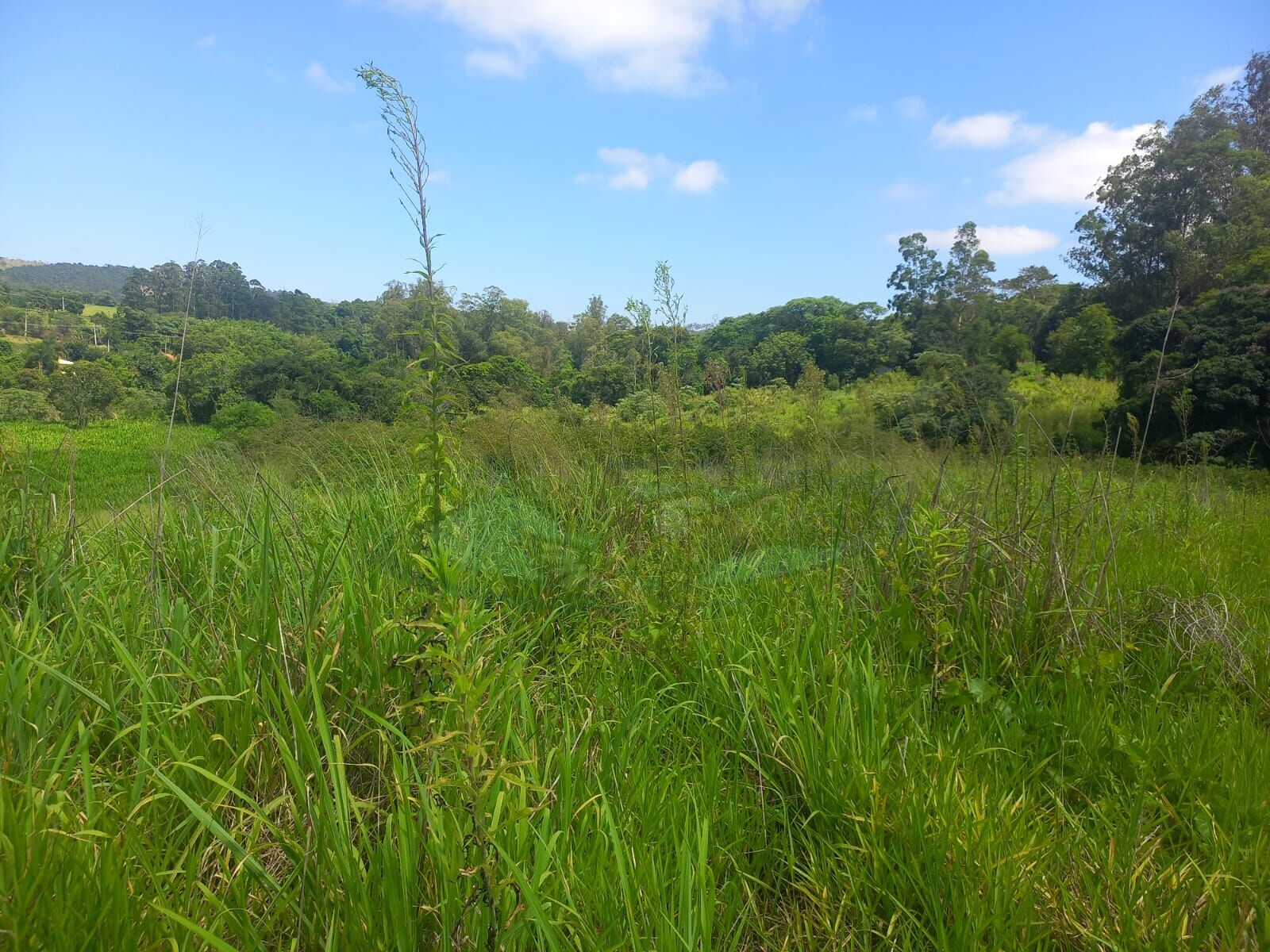 Sítio, 10 hectares - Foto 7