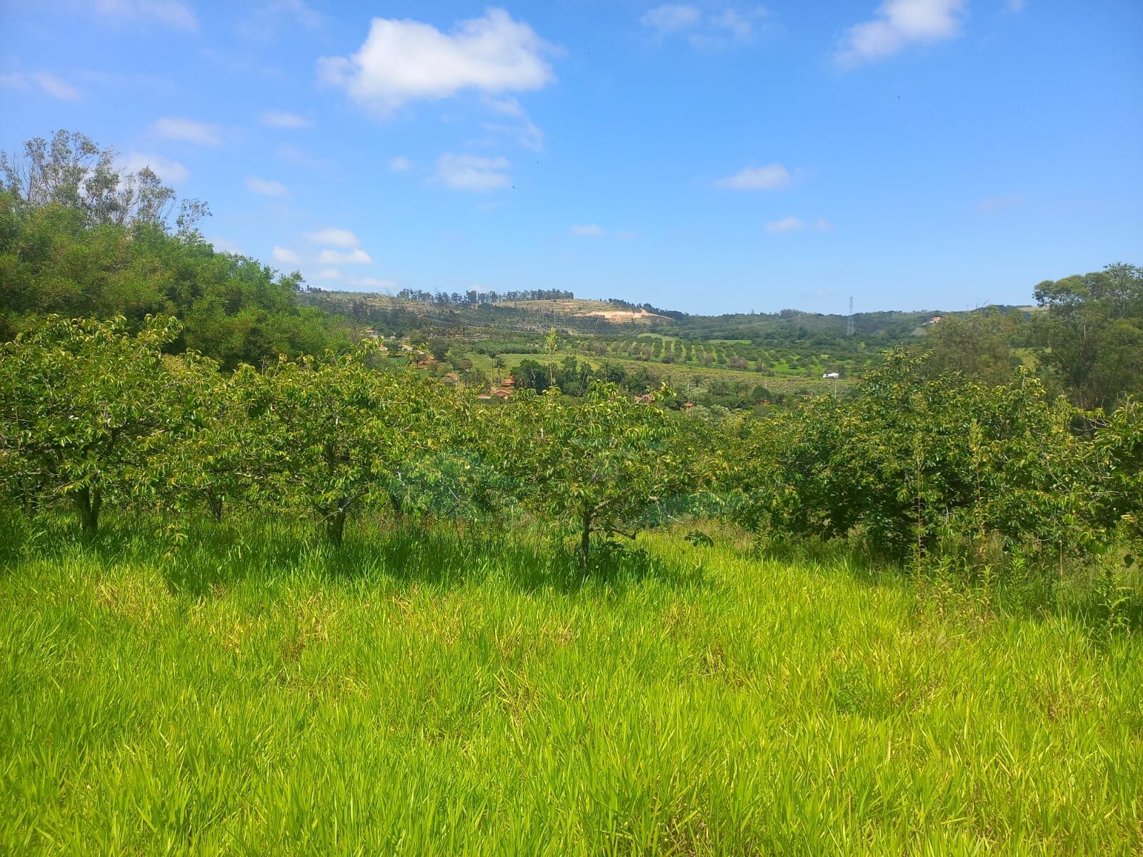 Sítio, 10 hectares - Foto 3