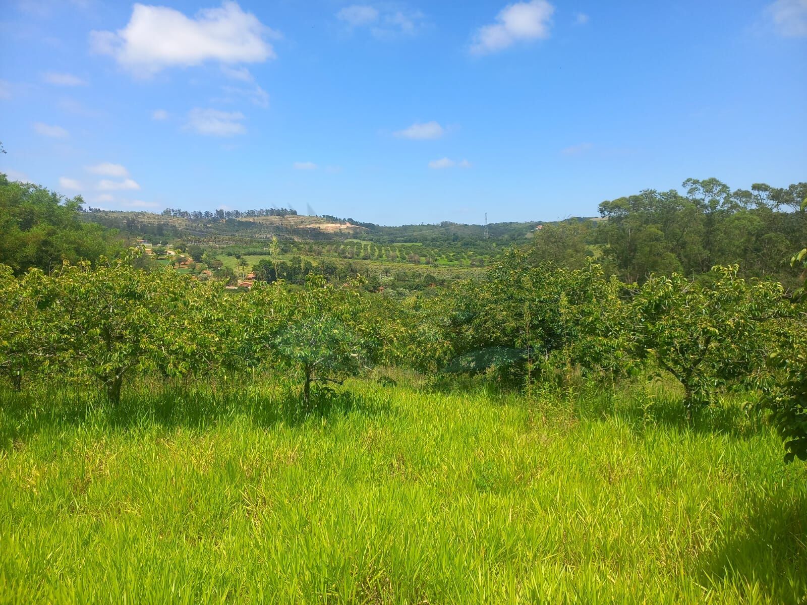 Sítio, 10 hectares - Foto 2